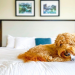 dog friendly hotels bluffton sc