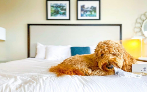 dog friendly hotels bluffton sc