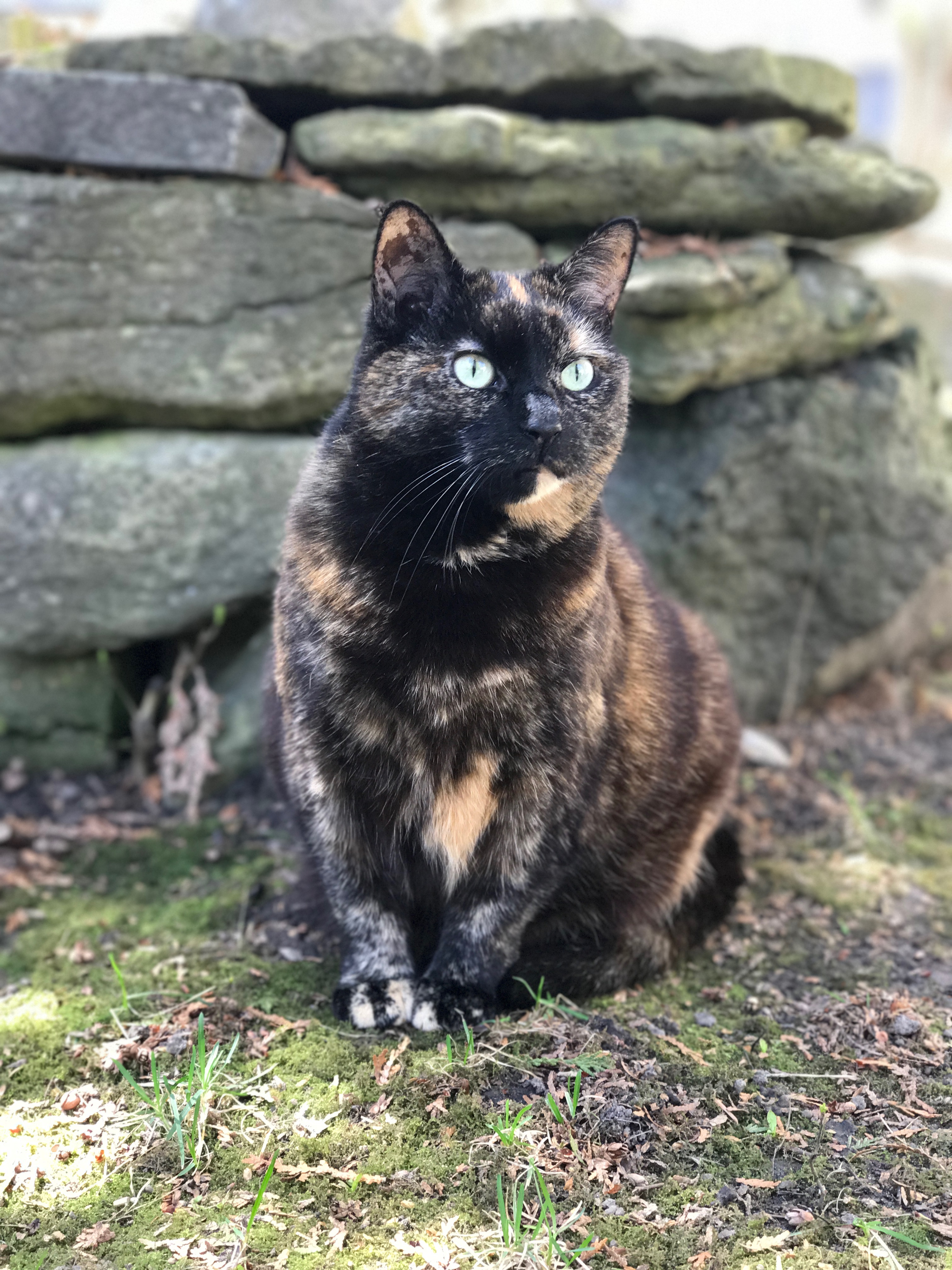 domestic shorthair tortoiseshell