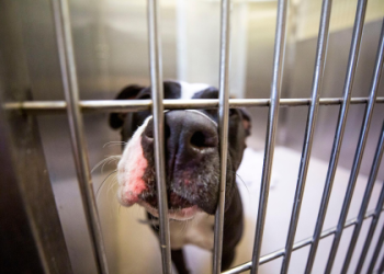 animal shelters that pick up dogs