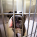 animal shelters that pick up dogs
