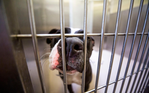 animal shelters that pick up dogs