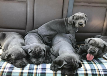 great dane puppies for sale near me under $500