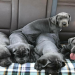 great dane puppies for sale near me under $500