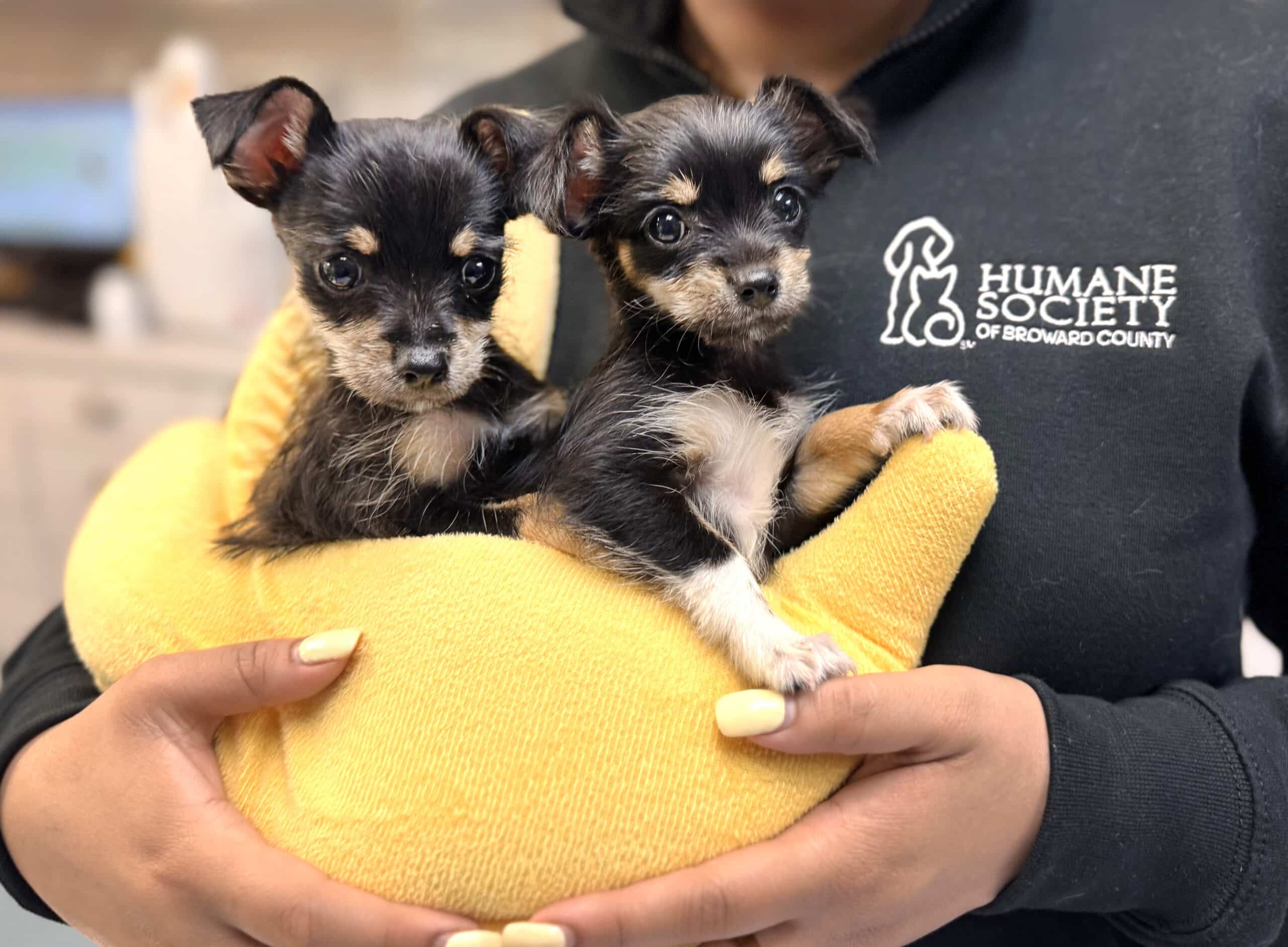 dog adoption stores near me