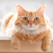 friendly orange cat