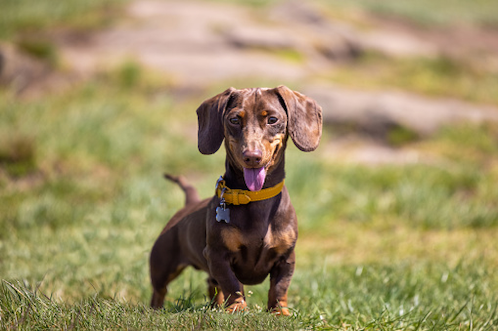 dachshund for sale az