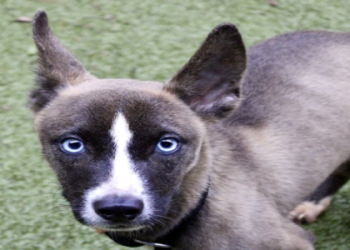 adopt a small breed dog