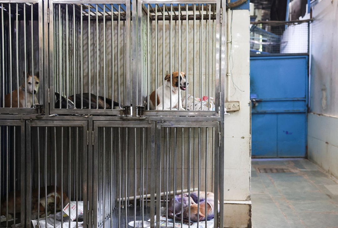pet shelters in delhi