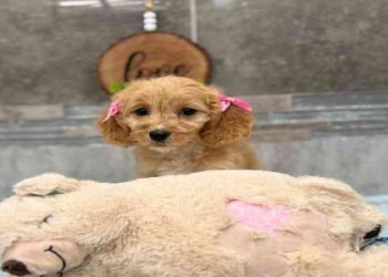 dogs for sale in new haven ct