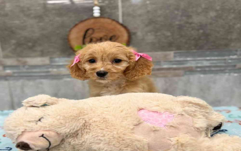 dogs for sale in new haven ct