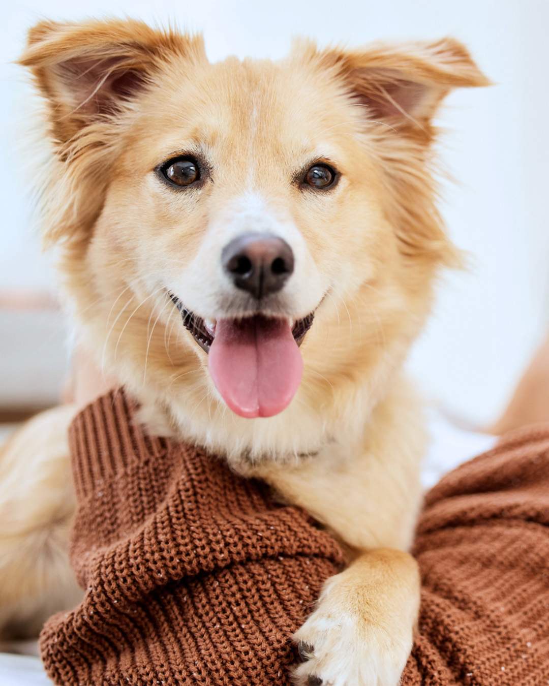 donate a dog near me