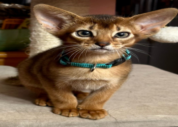 kitty newborn free kittens near me