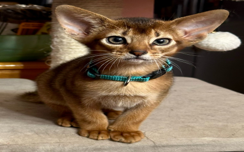 kitty newborn free kittens near me