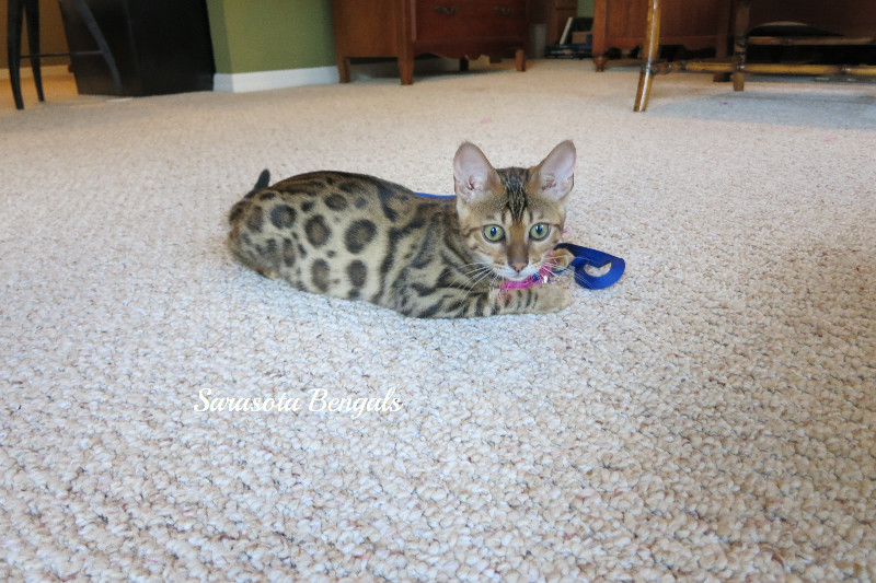 bengal kittens florida