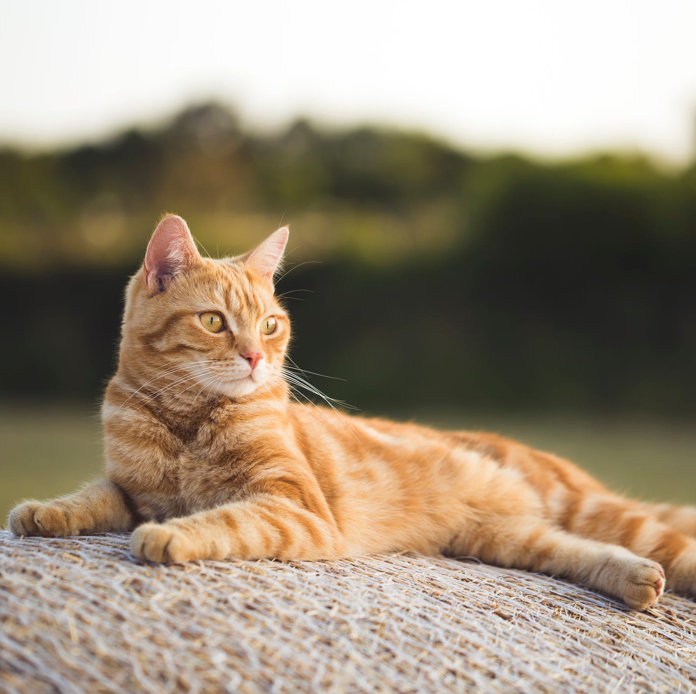 orange tabby cat breeders
