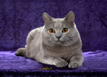 cat purple