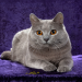 cat purple