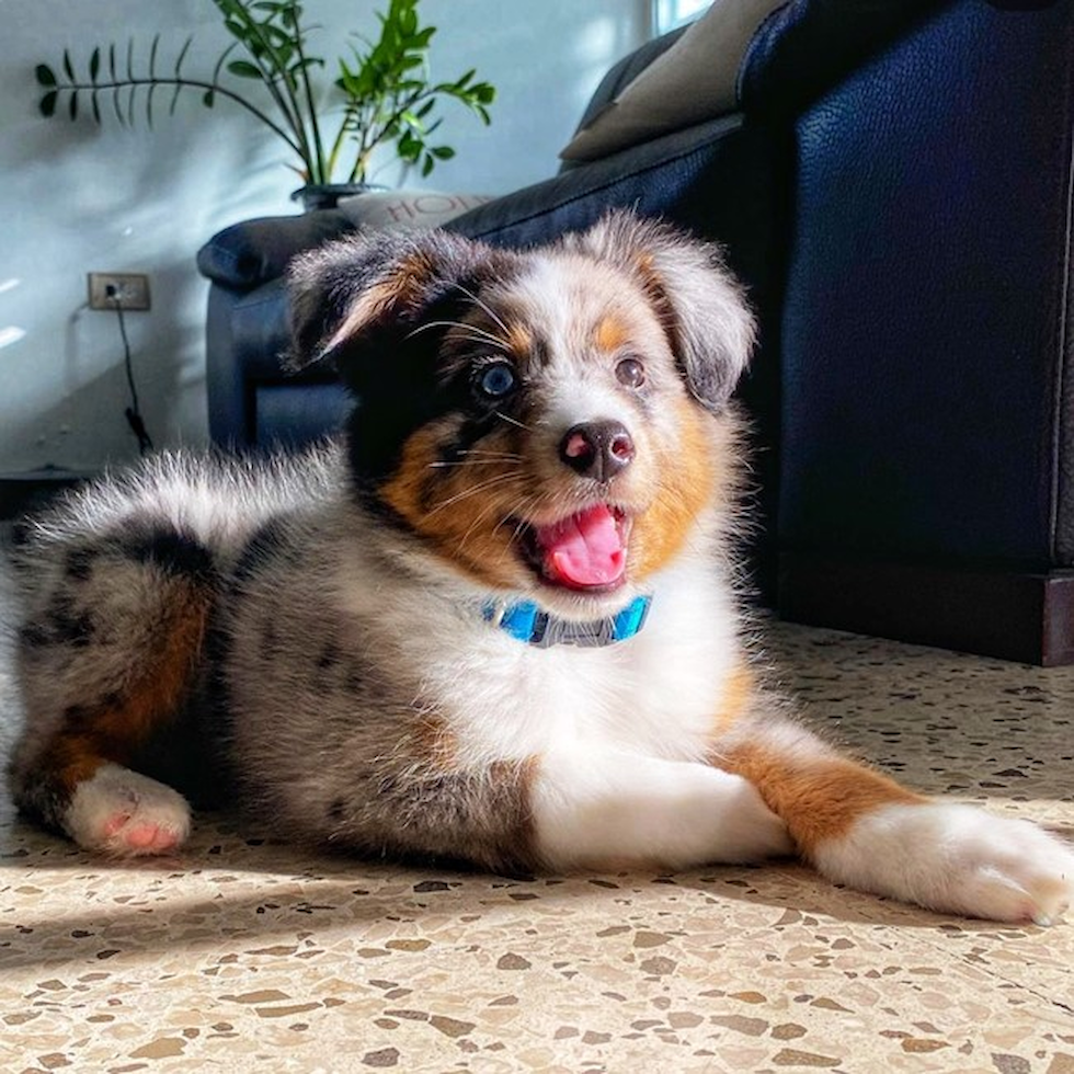 australian shepherd for sale washington