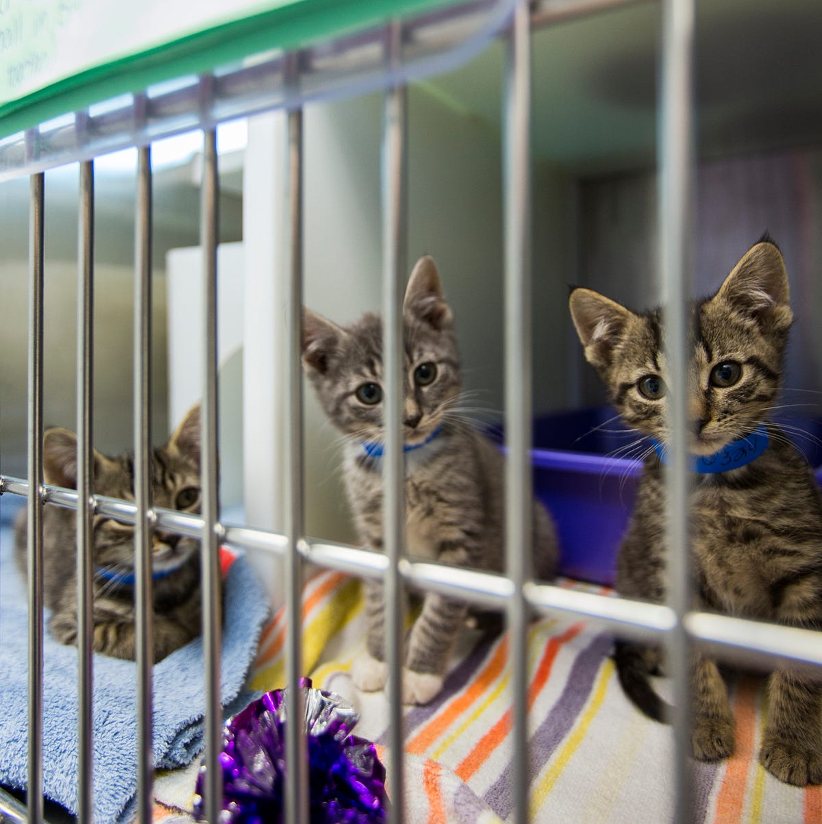 kitten rescue groups