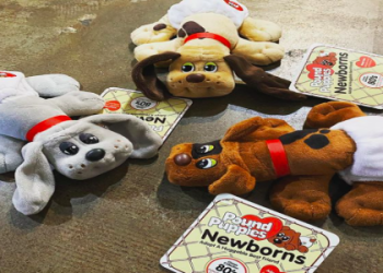 rescue pound puppies