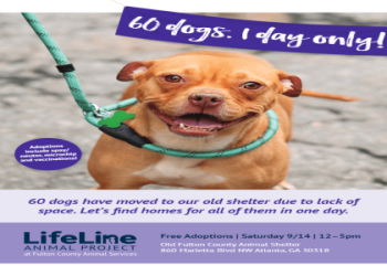 adoptions agencies near me