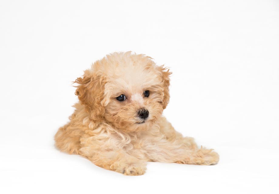toy poodle for sale pa