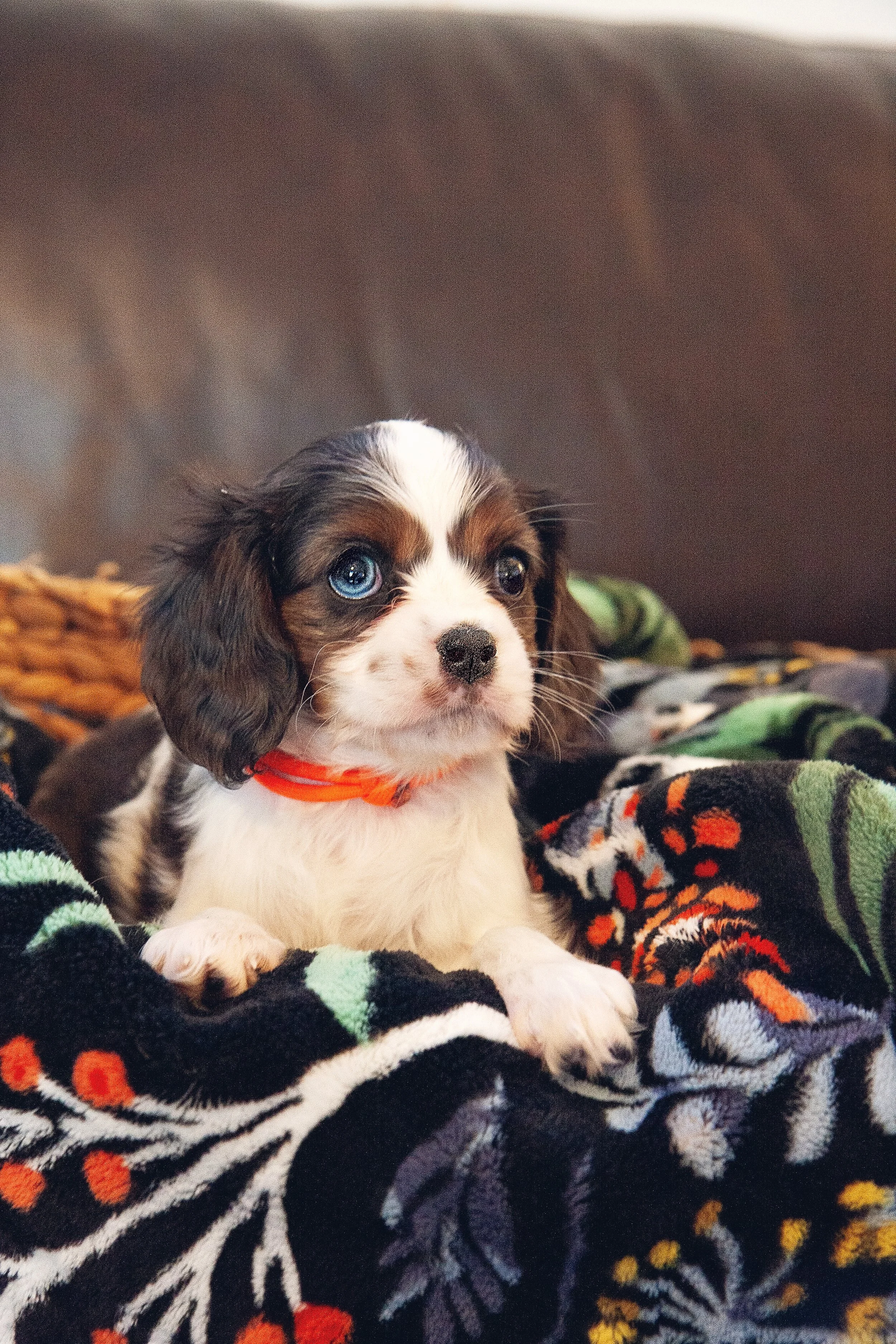 adopt a small breed dog