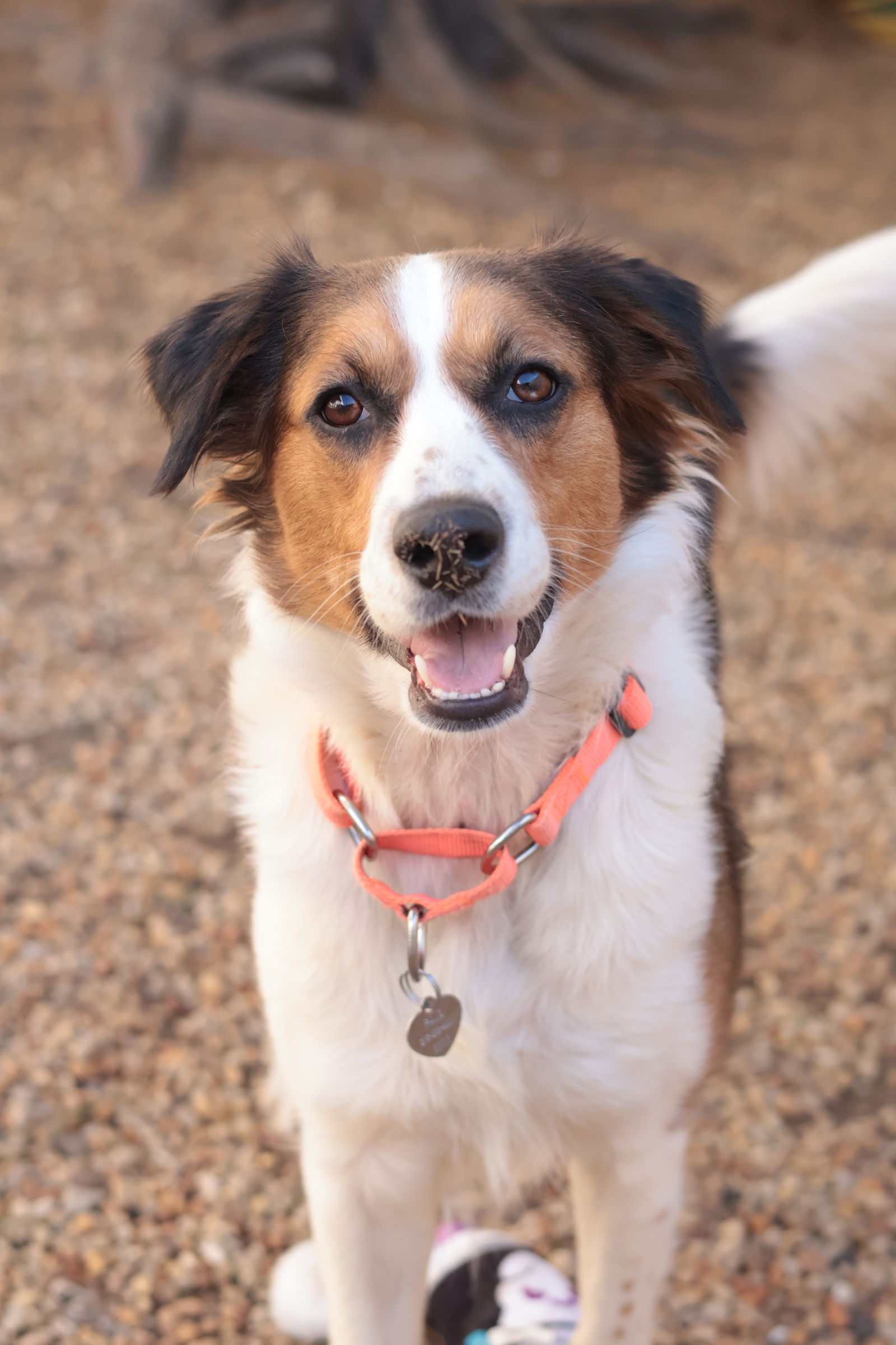 best pet adoption near me