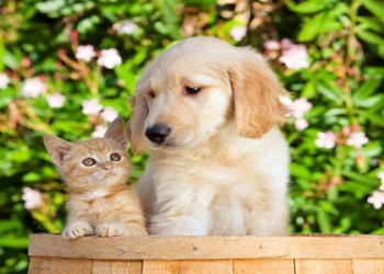 cute kittens puppies