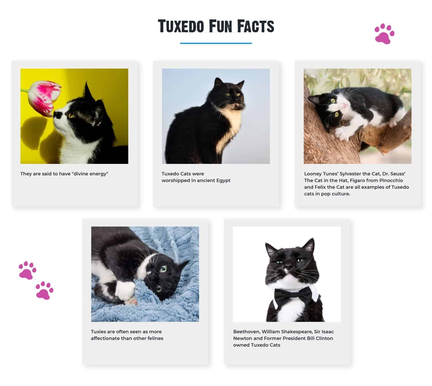 different types of tuxedo cats