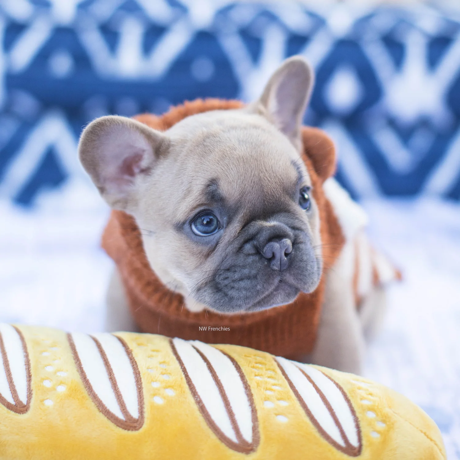 french bulldogs for sale in washington state