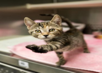 same day kitten adoption near me