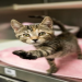 same day kitten adoption near me