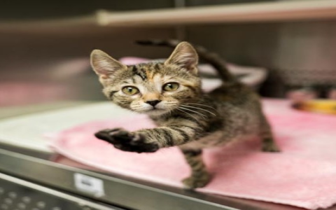 same day kitten adoption near me