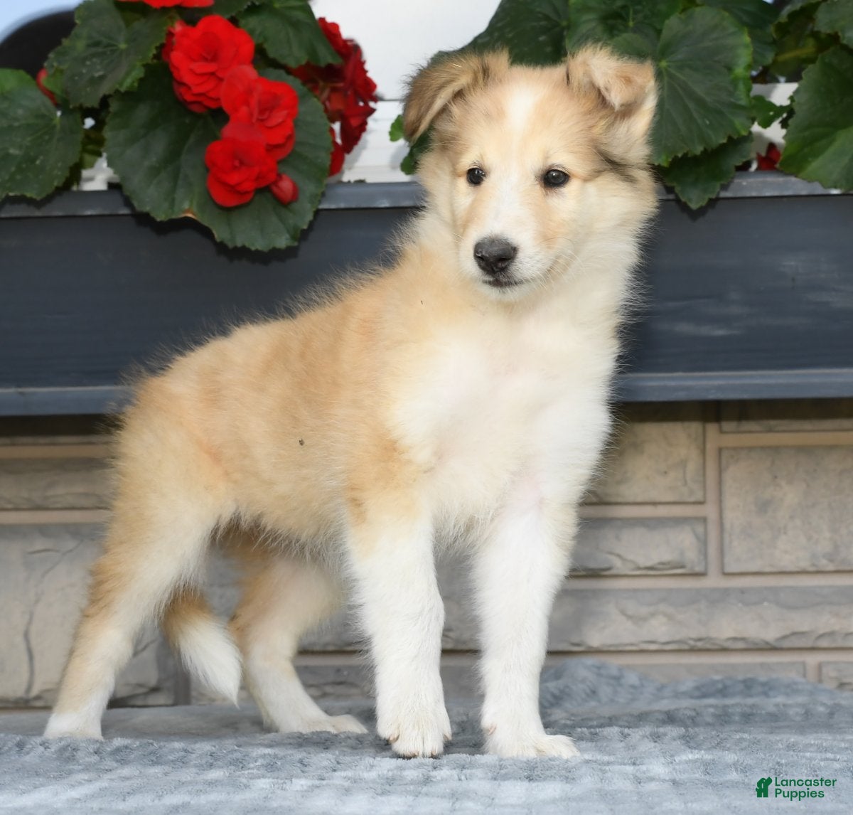 puppies for sale in ohio under $400