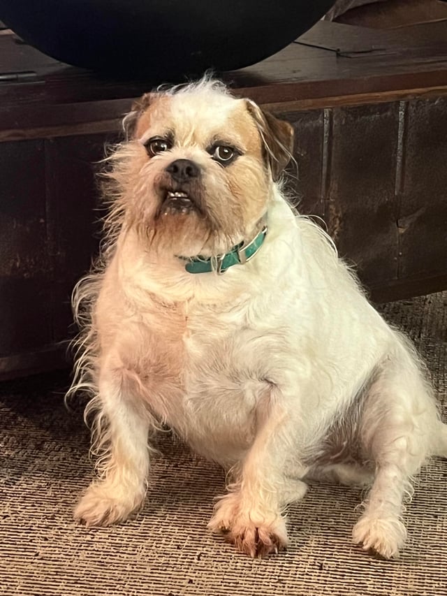 english bulldog shih tzu mix puppies for sale