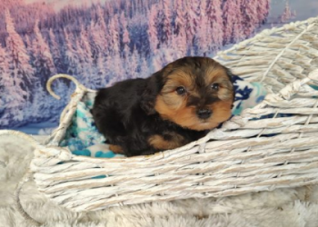 small breed puppies for sale near me