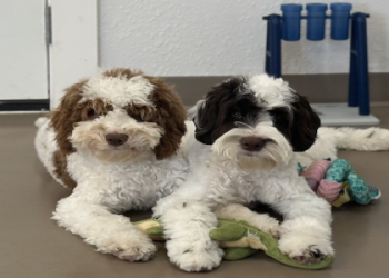 australian labradoodle texas