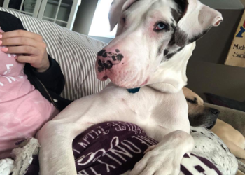 great dane rescue pa