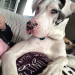 great dane rescue pa