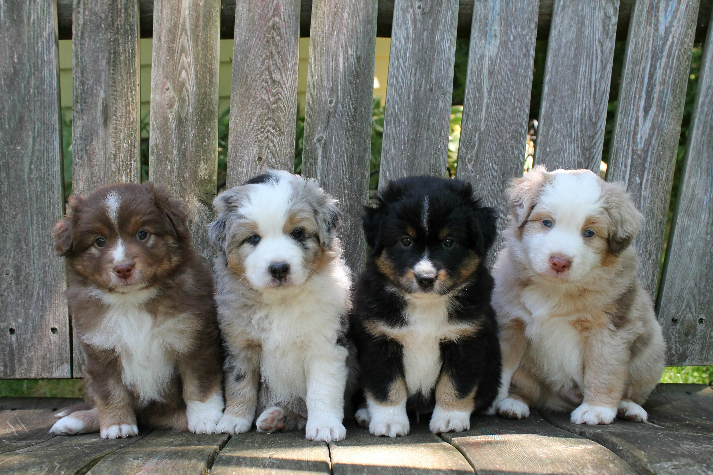 australian shepherd puppies michigan