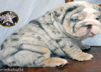merle bulldog puppy