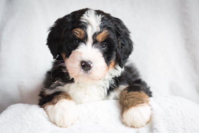 bernedoodle rescue illinois