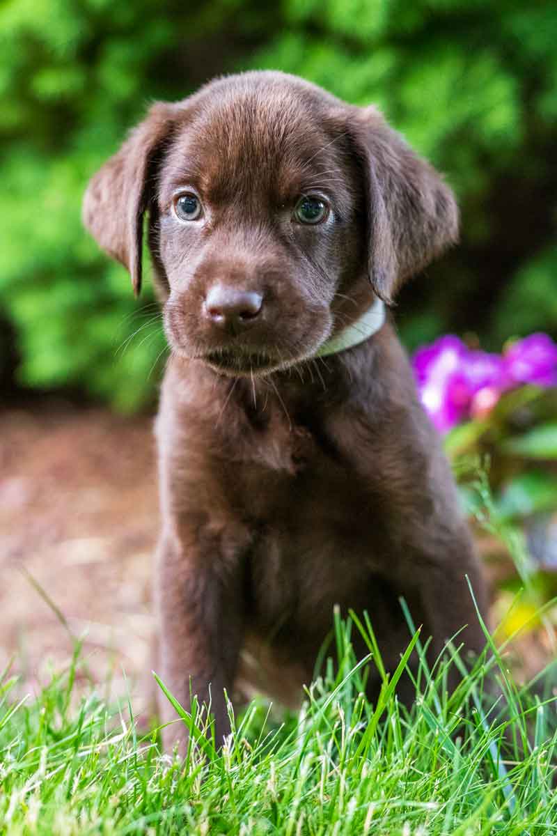 buy labrador puppy near me