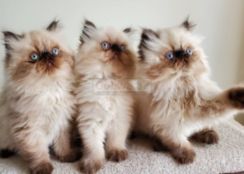 where can i buy a cat near me