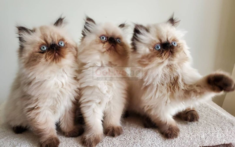 where can i buy a cat near me