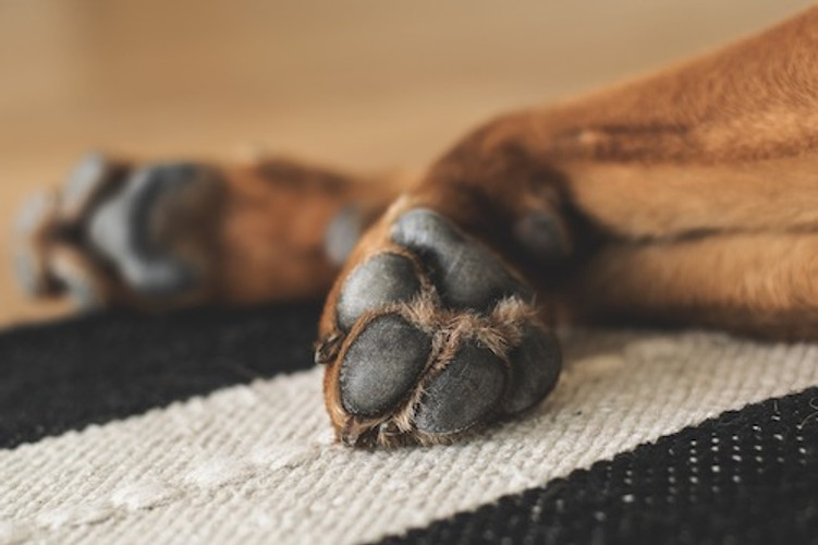 paws image