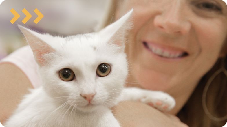 does pet smart sell cats