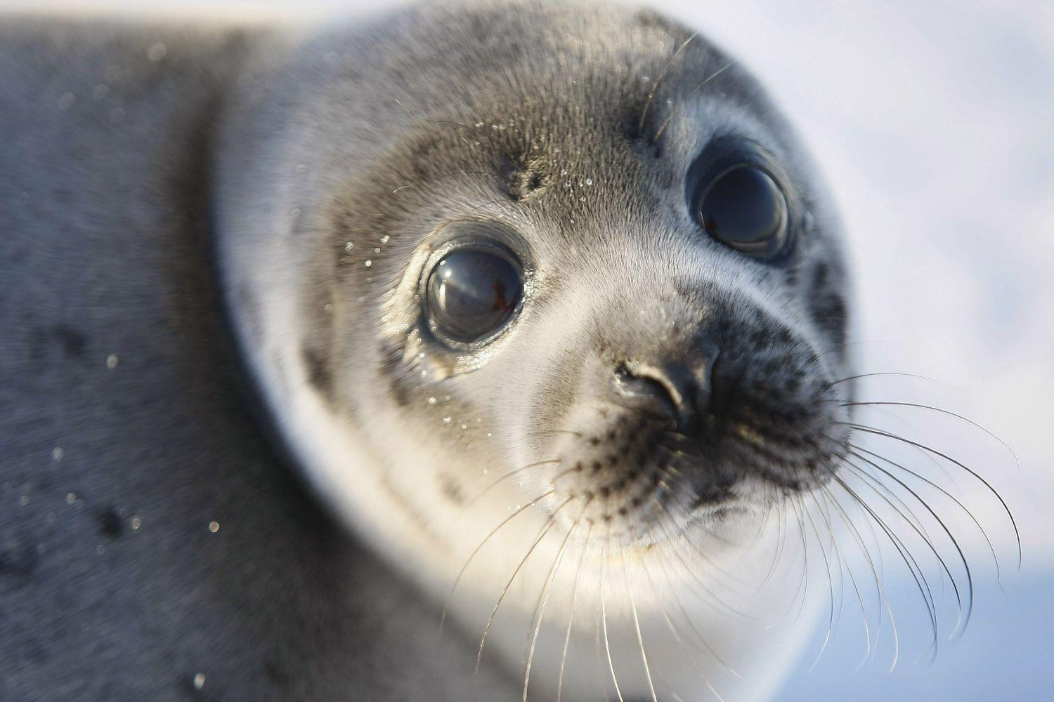 can you have a seal as a pet